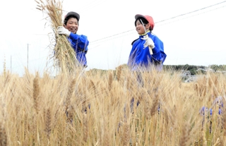 刈り取ったデュラム小麦を持ち上げる児童＝淡路市多賀