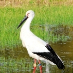 姿を消したコウノトリのつがいの雌（いずれも山本喜一さん提供）