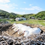 巣にいる４羽のコウノトリのひな（淡路市提供）