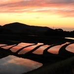 夕焼けを鏡のように映す棚田＝淡路市・生田地区