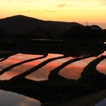 夕焼けを鏡のように映す棚田＝淡路市・生田地区