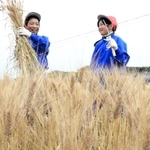 刈り取ったデュラム小麦を持ち上げる児童＝淡路市多賀