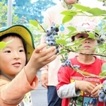 完熟の実を摘み取る子どもたち＝淡路市野島常盤