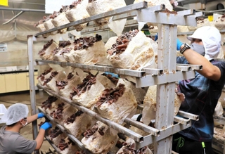 利用者らがキクラゲを育てる工場＝南あわじ市賀集八幡