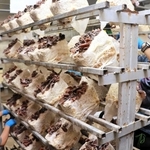 利用者らがキクラゲを育てる工場＝南あわじ市賀集八幡