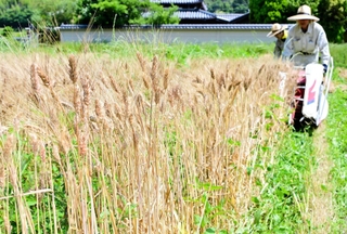 立派な穂が実った小麦を収穫する営農組合のメンバー。有機栽培のため雑草が目立つ＝洲本市五色町鮎原塔下
