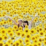 ヒマワリの鑑賞を楽しむ来園者＝南あわじ市八木養宜上