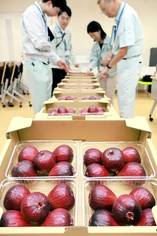 イチジクの出来栄えを見比べる審査員ら＝洲本市塩屋２