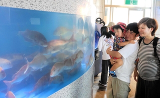 マダイが泳ぐ水槽＝南あわじ市阿那賀