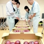 イチジクの出来栄えを見比べる審査員ら＝洲本市塩屋２