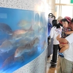 マダイが泳ぐ水槽＝南あわじ市阿那賀
