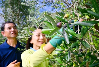 オリーブの実を収穫する顕谷恭年さん（左）と妻の友圭里さん＝淡路市釜口