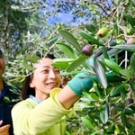 オリーブの実を収穫する顕谷恭年さん（左）と妻の友圭里さん＝淡路市釜口