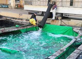 トラックの水槽からいけすへサクラマスの幼魚を移す漁師ら＝南あわじ市福良丙