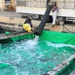 トラックの水槽からいけすへサクラマスの幼魚を移す漁師ら＝南あわじ市福良丙