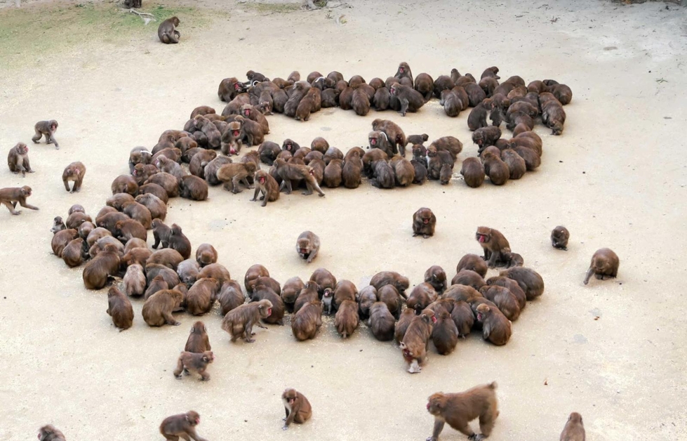 サル文字の「巳」、今年の出来は85点 特訓実って高得点 淡路島モンキー