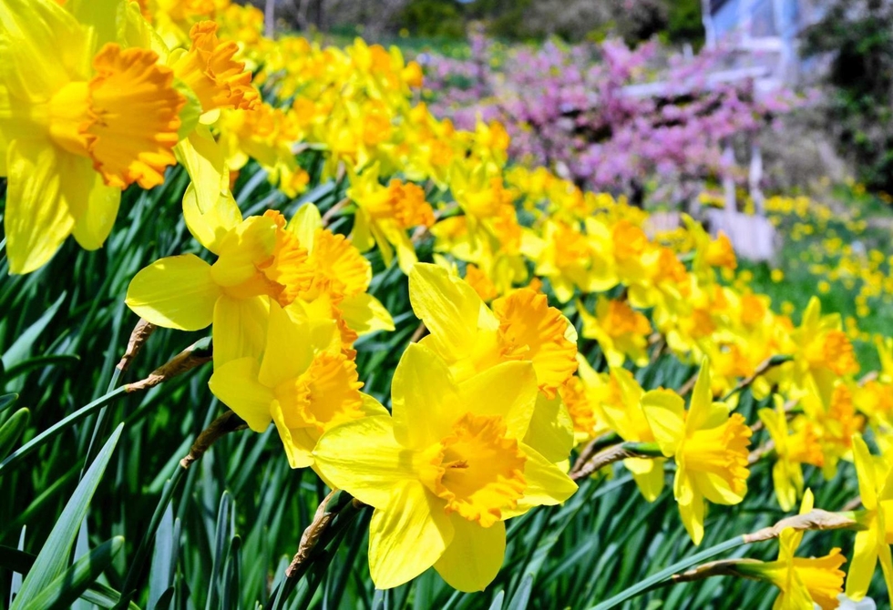 球根　水仙　ラッパ咲き　黄　No.5 Amazon.co.jp: 水仙 【ラッパ咲き 黄花】 球根 （2球入） （植え付け