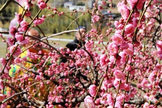 鮮やかなピンクの花をつけたしだれ梅＝淡路市大町上