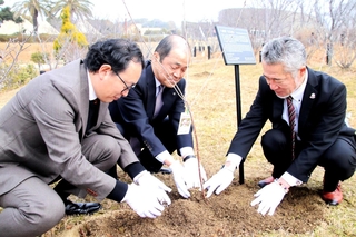 八重桜の苗木に土をかぶせる（左から）さくらプロジェクトの稲葉想会長、ＮＴＴファイナンスの伊藤正三社長、ほくだんの米山正幸社長＝北淡震災記念公園