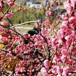 鮮やかなピンクの花をつけたしだれ梅＝淡路市大町上