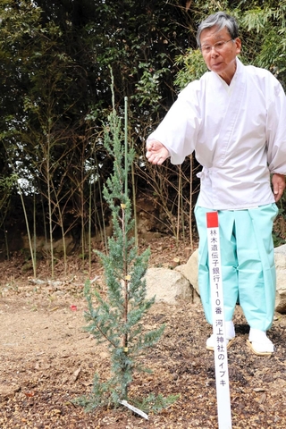 里帰りした河上神社のイブキの後継樹＝洲本市五色町鮎原南谷