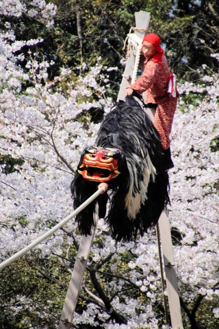 満開の桜を背景に綱を渡る獅子＝淡路市中田