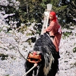 満開の桜を背景に綱を渡る獅子＝淡路市中田