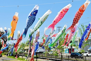 県道沿いに展示されている色とりどりのこいのぼり＝淡路市志筑