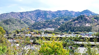 ヤマザクラが山々に広がる風景も見られた＝南あわじ市広田広田