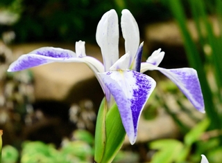 翼を広げた折り鶴のような花を咲かせるカキツバタ「オリヅル」＝あわじグリーン館