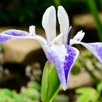 翼を広げた折り鶴のような花を咲かせるカキツバタ「オリヅル」＝あわじグリーン館