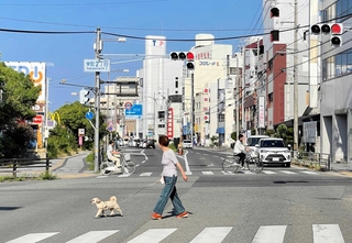 路線価で島内最高価格となった「いわた通り」＝洲本市栄町２