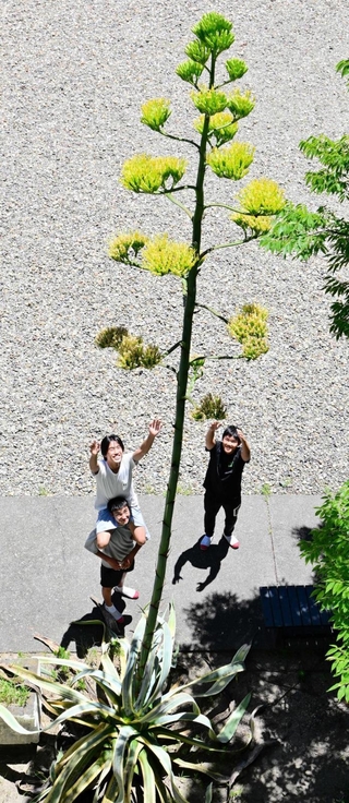 ６０年目の開花を迎えたリュウゼツラン＝洲本高校