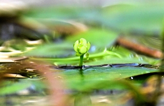 水面に顔を出すように咲くムジナモの花＝あわじグリーン館