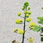 ６０年目の開花を迎えたリュウゼツラン＝洲本高校