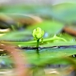 水面に顔を出すように咲くムジナモの花＝あわじグリーン館