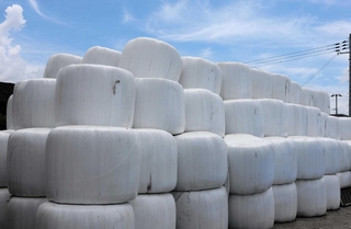 生産されたＷＣＳのロール＝南あわじ市松帆北方