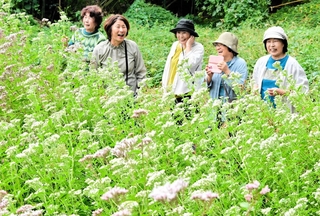アサギマダラの飛来を待つ「ほほえみ会」の富永頼子さん（右端）ら＝南あわじ市志知松本