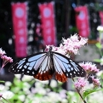 アサギマダラ、南あわじ・志知城跡で優雅に舞う　有志植栽のフジバカマに誘われ飛来