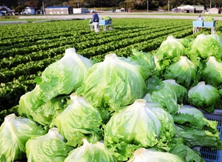 収穫が進むみずみずしい冬レタス＝南あわじ市阿万塩屋町