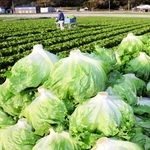 収穫が進むみずみずしい冬レタス＝南あわじ市阿万塩屋町