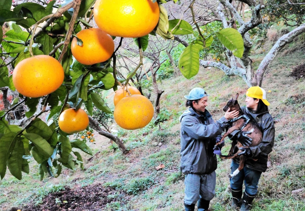自家製フルーツが呼び物、カフェ経営者が果樹園再生 移住者の2人「楽し