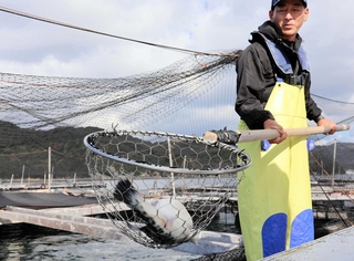 いけすから水揚げされた淡路島３年とらふぐ。「今年も丸々と育っている」と話す前田若男組合長＝南あわじ市沖