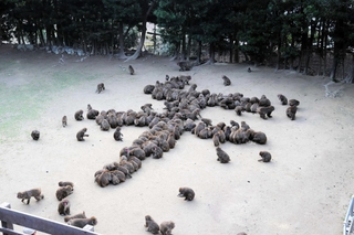 「午」の字の形に並んだサルの群れ＝淡路島モンキーセンター