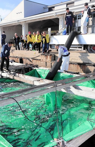 神河町から届いたサクラマスの稚魚。福良湾へ放流されるのを、関係者が見守った＝南あわじ市福良丙