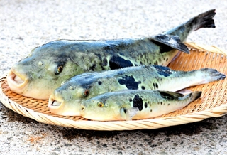 淡路島３年とらふぐ（奥）。手前からの１、２年目と比べると大きさの違いは歴然だ＝南あわじ市福良甲