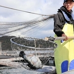 いけすから水揚げされた淡路島３年とらふぐ。「今年も丸々と育っている」と話す前田若男組合長＝南あわじ市沖