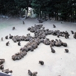 「午」の字の形に並んだサルの群れ＝淡路島モンキーセンター