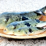 淡路島３年とらふぐ（奥）。手前からの１、２年目と比べると大きさの違いは歴然だ＝南あわじ市福良甲