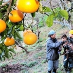 かんきつ類などが実る果樹園。佐々木まどかさん（右）と野地信吾さんは、ヤギの「みかんちゃん」も飼っている＝南あわじ市伊加利